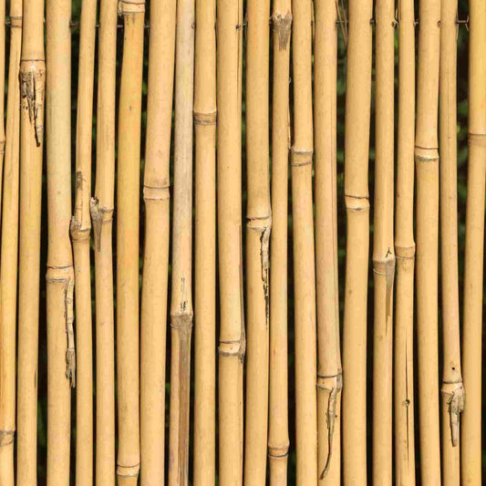 Bamboo Brilliance: Discover the Top Benefits of Choosing Bamboo